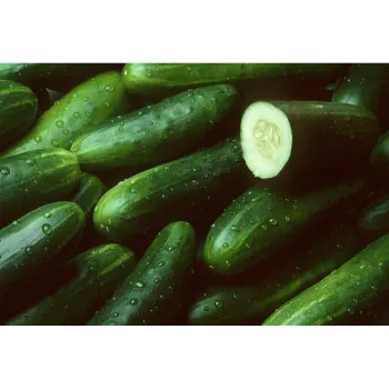 Cucumber  (1)-4721661-40637.webp